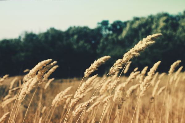 电话轰在线轰炸